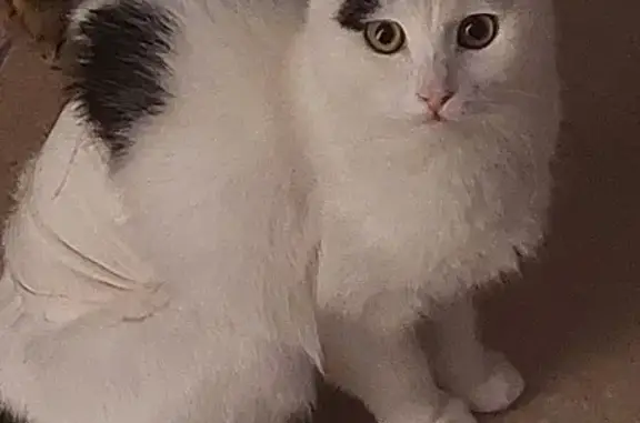 Chat perdu, , photo: Chat européen blanc/noir perdu à Combs-la-Ville