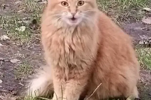 Chat perdu, Deauville, photo: Chatte rousse 2 ans disparue à Deauville