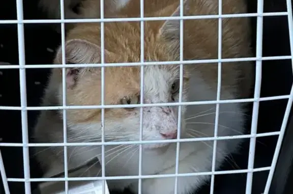 Chat trouvé La Baule-Escoublac, photo: Chat blanc et roux blessé trouvé à La Baule