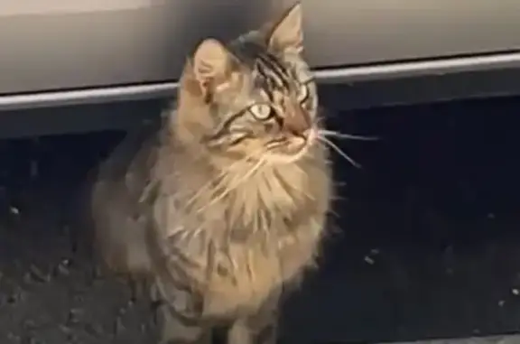 Chatte marbrée trouvée à Margny-lès-Compiègne - photo