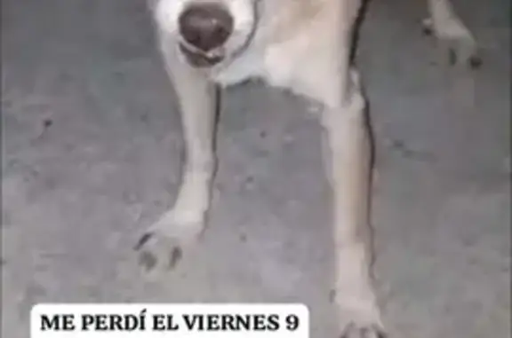 **¡Perro perdido en Calle Zarzas, Santa María!**