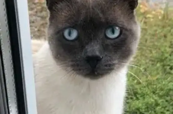 Animaux perdus Niort, photo: Chat siamois Sandro disparu à Niort