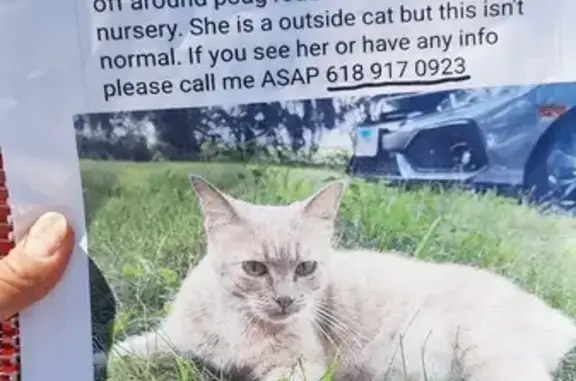 Missing Tabby Cat - $500 Reward in Edwardsville