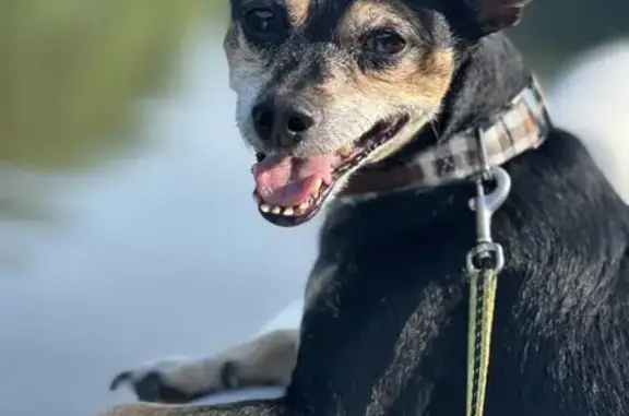 Lost Male Min-Pin, Logan - Blue Collar, Chipped