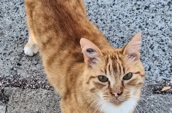 Chat roux et blanc trouvé à Fonsorbes - photo