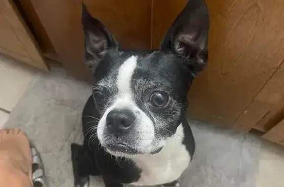 Missing Boston Terrier: Help Find Annie!