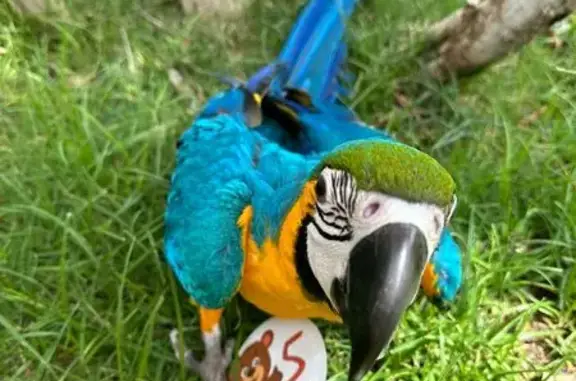 Lost Macaw: Help Find Mia in Gilbert!