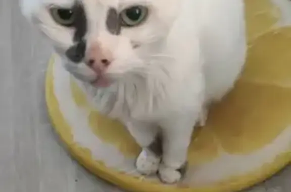 Chat trouvé: Blanc tacheté gris, rue de Gaulle - photo