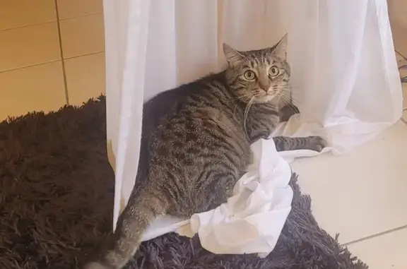 Chat perdu à Albi : Salam, 4 ans, tigré - photo