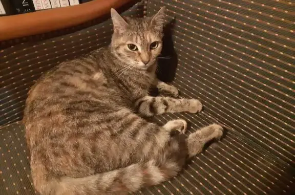 Chat perdu, , photo: Chat perdu à Champigny, 2 août 2024