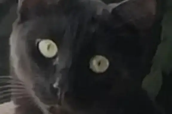 Chat noir mâle disparu à Talmont-Saint-Hilaire - photo