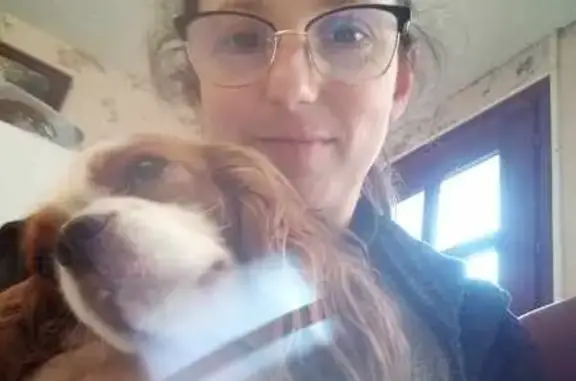 Chien perdu , photo : Chien perdu : Peach, Cavalier King Charles