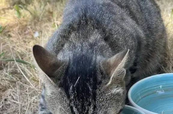 Chat trouvé Saint-Germain-de-Prinçay, photo: Chatte tigrée trouvée à Saint-Germain-de-Prinçay