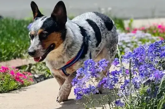 Lost Cowboy Corgi: Blue, Heart Mark, Aztec Collar