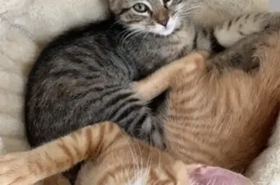 Chat perdu, Carnoules, photo: Deux chatons disparus à Carnoules