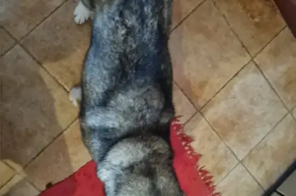 Chien trouvé , photo: Chien trouvé près de la gare de Ruffec