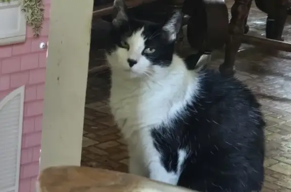 Missing cat , photo: Missing Cat: Tess, Black & White, DeWitt, NY