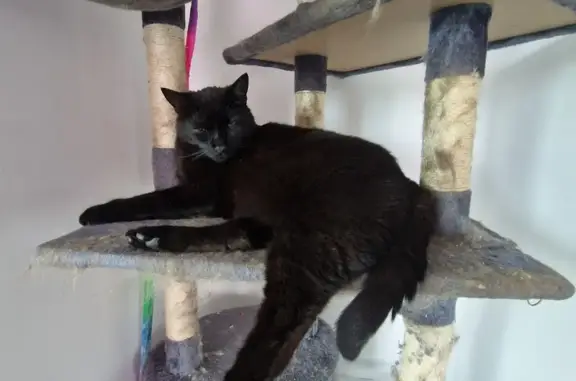 Chat perdu, , photo: Chat noir disparu à Chartres, grand et dodu