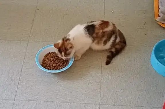 Animaux trouvés Ouistreham, photo: Chaton trouvé dans la cour à Ouistreham