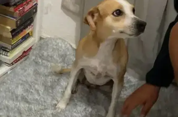 ¡Perro Perdido en Cancún! Ayuda a Encontrar a Masha