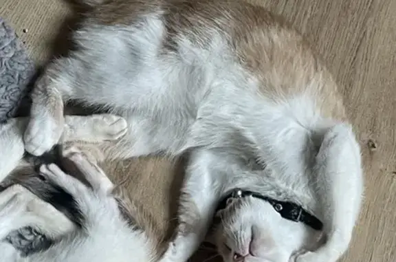 Chaton roux et blanc disparu à Carentoir - photo
