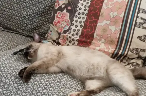 Jeune chatte siamoise trouvée à Niort - photo