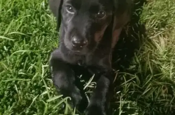 Found: Friendly Black Lab Puppy on Hwy 80