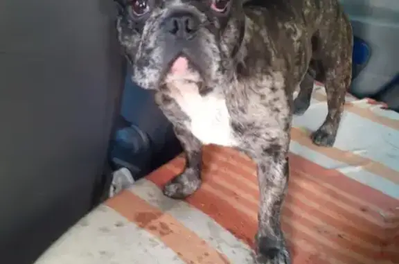 Deux bouledogues trouvés près de Brignoles - photo