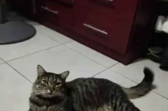 Gatos perdidos, , foto: ¡Ayuda! Gato Perdido en Costa del Cielo