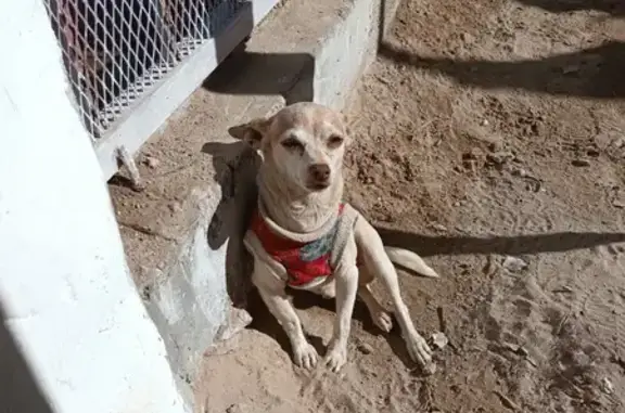 ¡Perro Perdido! Pikon, Blanco con Manchas Cafés