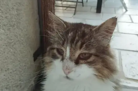 Chat mâle tigré trouvé à Chaulgnes - photo