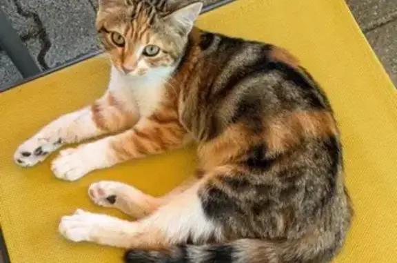Petite chatte trouvée à Saint-Sulpice - photo