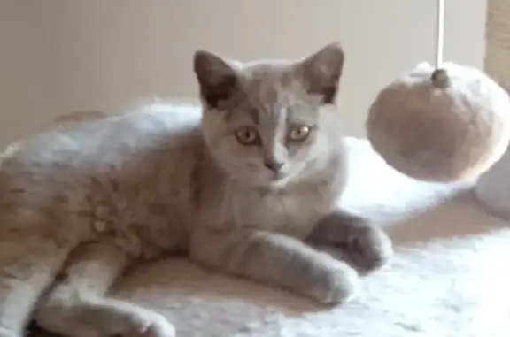 Chat perdu, Saint-Raphaël, photo: Chaton British Shortair perdu à Saint-Raphaël