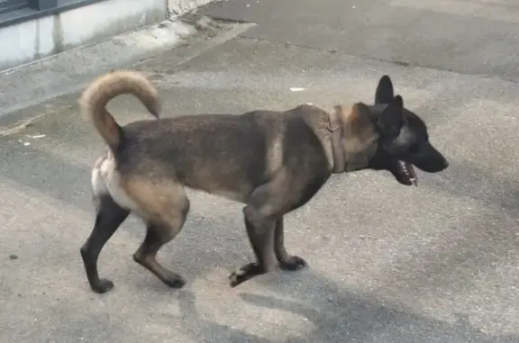 Chien errant trouvé à Évellys, nourri et abreuvé - photo