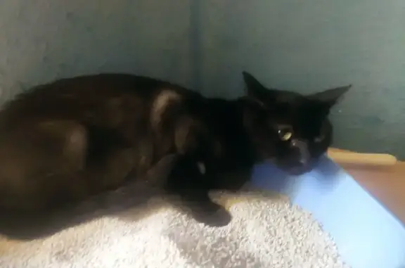 ¡Urgente! Gata negra con problemas de salud perdida en Terrassa