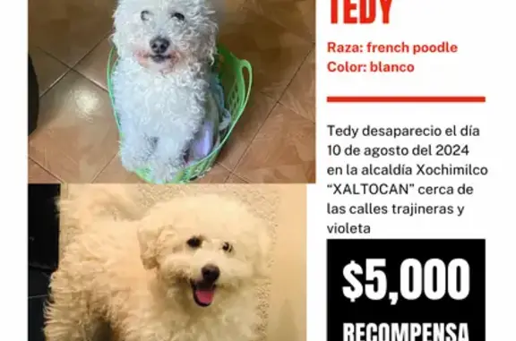 ¡Perro French Poodle Blanco Perdido en CDMX!