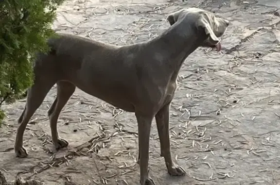 Chien trouvé Sainte-Maxime, photo: Braque gris trouvé errant à Sainte-Maxime
