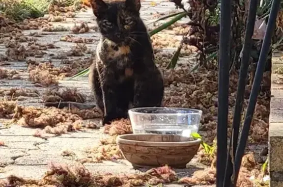 Chat bicolore trouvé, cherche son propriétaire - photo