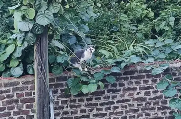 Chat gris et blanc trouvé, femelle, Rue Clémentine - photo