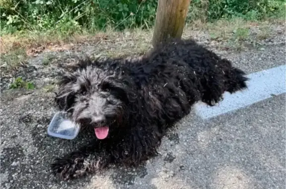 Animaux trouvés , photo: Chien trouvé à Saorge, Avenue Dr Daveo
