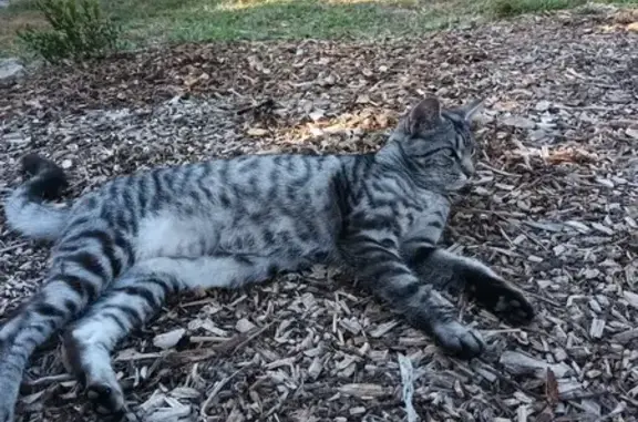 Animaux perdus Triaize, photo: Chatte perdue à Triaize, pucée et stérilisée