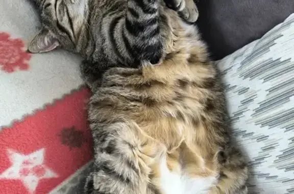 Chat européen tigré gris disparu à Couternon - photo