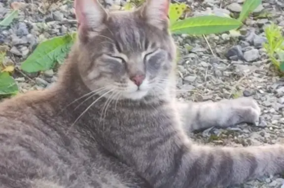 Chat tigré mâle trouvé à L'Huisserie - photo