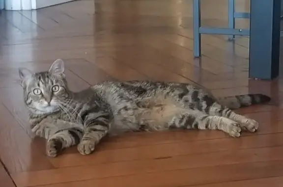Animaux perdus , photo: Chatte tigrée Oxy perdue à Montigny-la-Resle