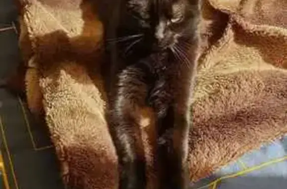 Chat perdu, Écueillé, photo: Chat disparu près de la rue Bourguignon