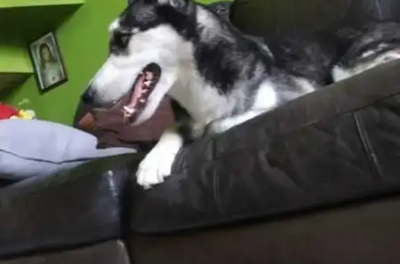 Husky Perdida: Negra y Blanca, Ojos Claros