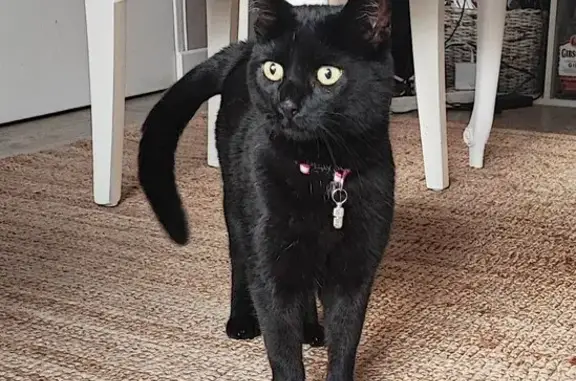 Animaux perdus Ouistreham, photo: Chatte noire SHIVA perdue à Ouistreham