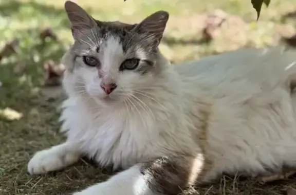Animaux trouvés , photo: Chat trouvé à Saint-Viance, femelle âgée