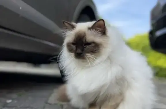 Animaux perdus Lambersart, photo: Chatte Sacré de Birmanie perdue à Lambersart