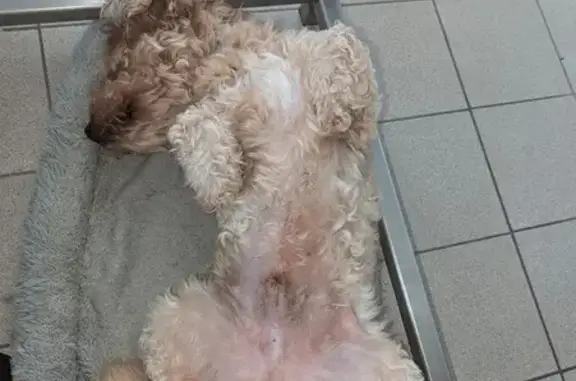 Chien perdu Lens, photo : Chien disparu, croisé bichon, Rue des Dahlias